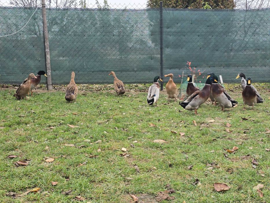 Kaczki biegusa indyjskiego