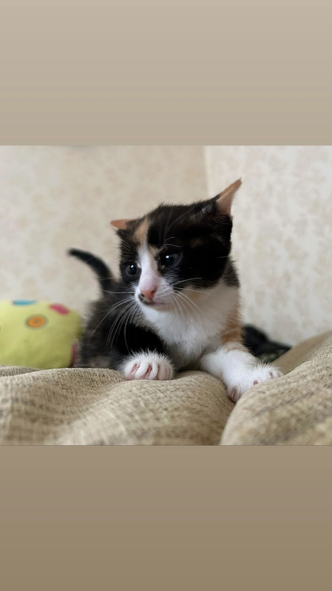 Отдам котенка трехцветку, 2 месяца, девочка