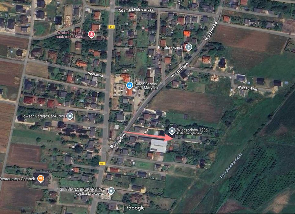 Jałowiec Płożący Blue Chip duży niebieski 40cm 5 letni