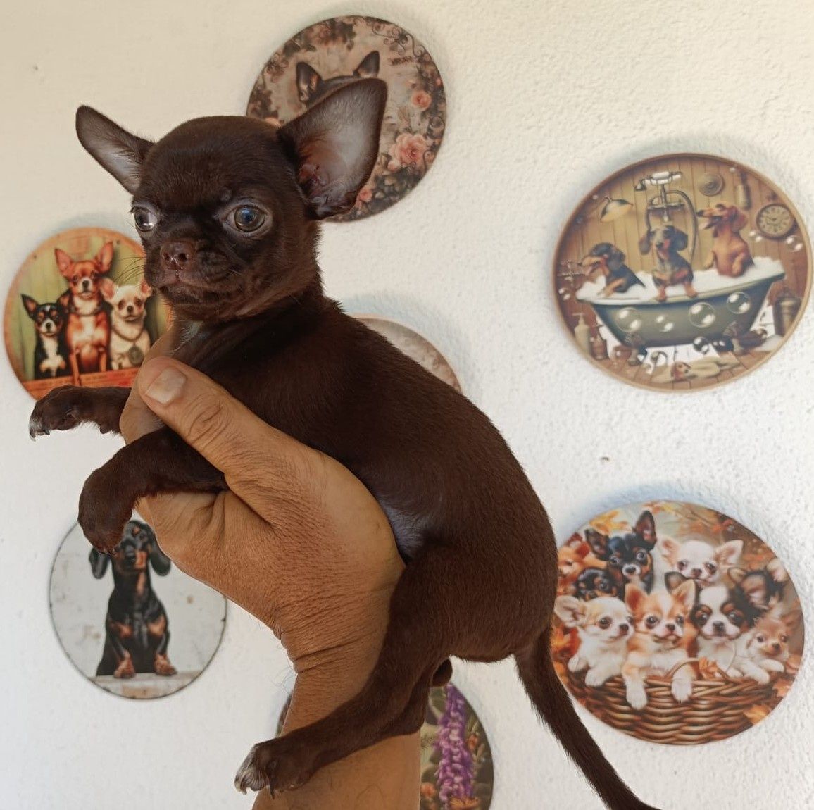 Chihuahua machinho mini