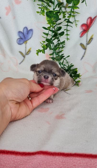 Excelente mini menina semi pelo Chihuahua/Chiuaua de Qualidade