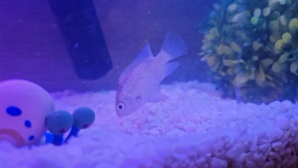 Akara błękitna młoda
