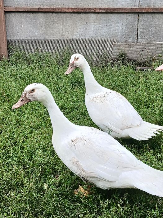 Продам індо уток