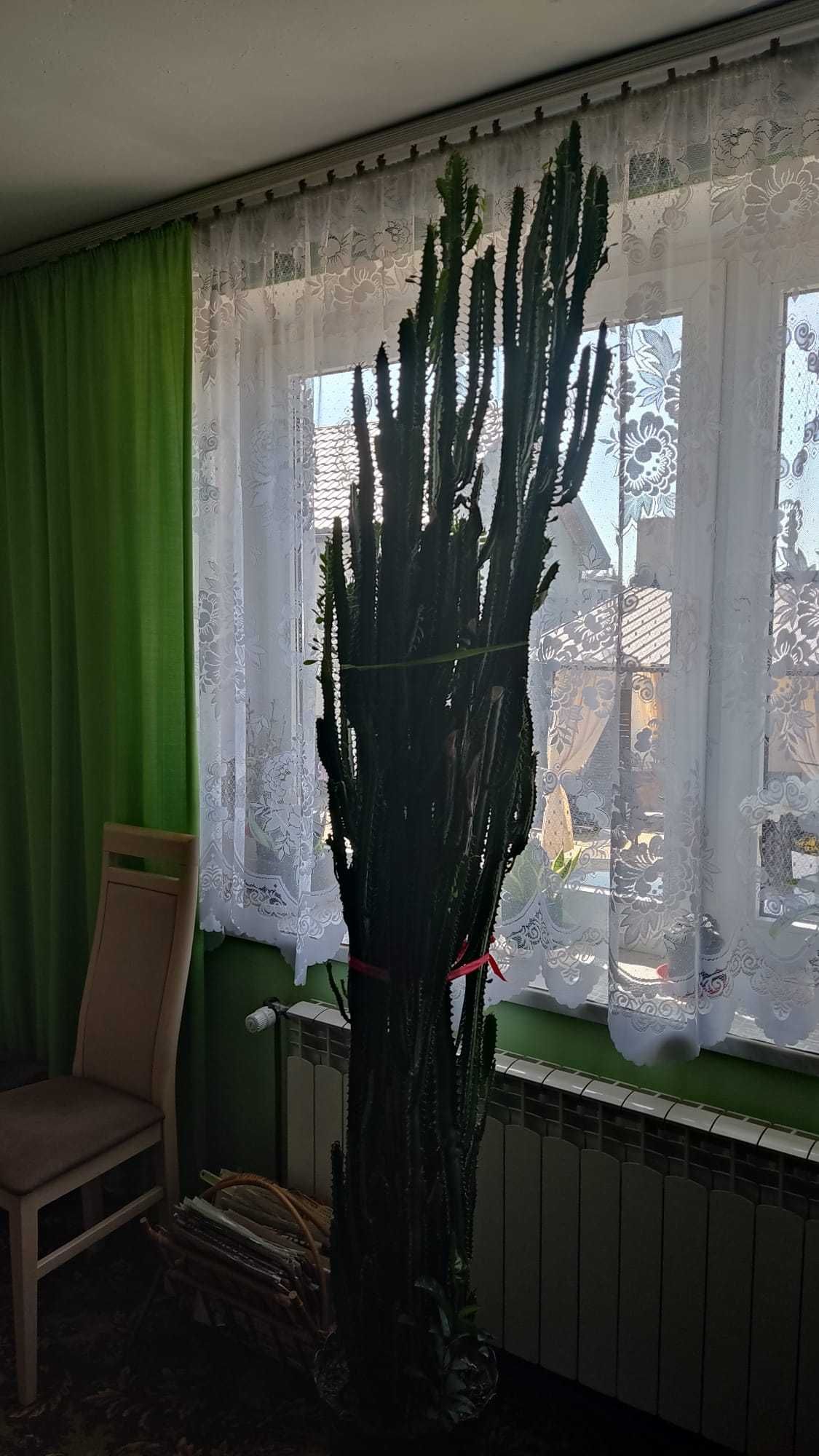 Euphorbia trigona (wilczomlecz trójżebrowy)