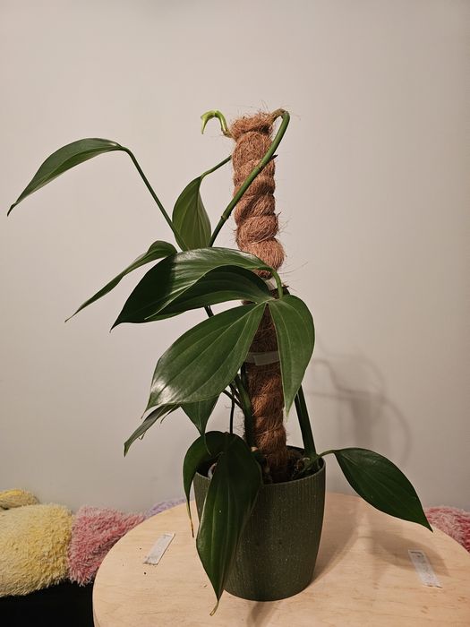 Fikus, filodendron, rhaphidophora, dieffenbachia, strelicja, zamiokulk