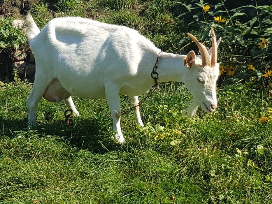 Kozy mleczne  z mlekiem lub gotowe do pokrycia