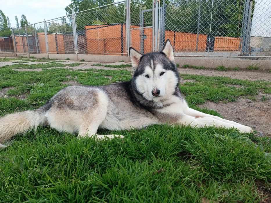 Aria w typie husky szuka świadomego domu