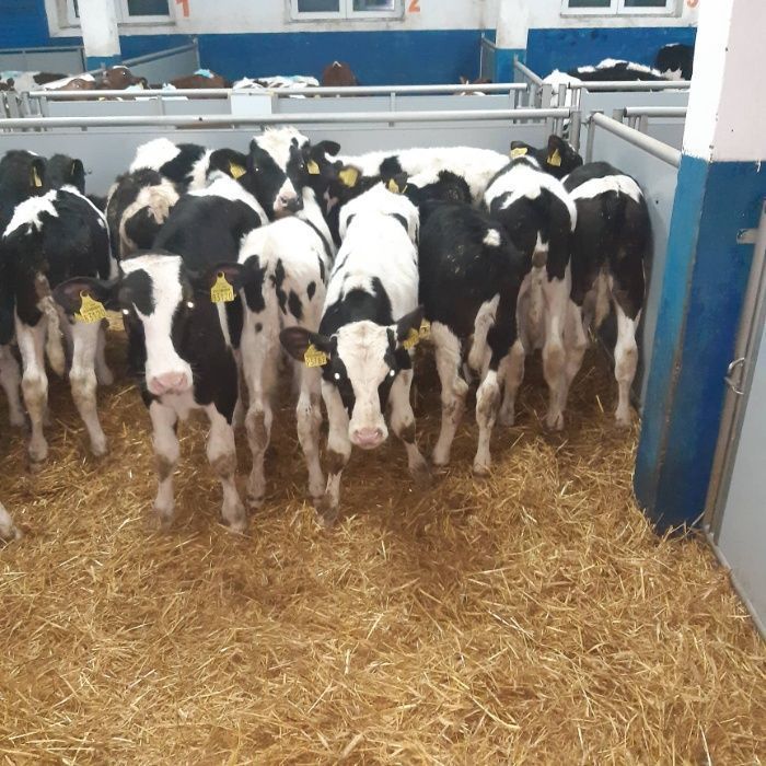 Cielęta, cielaki, byczki oraz jałówki mięsne, MM,MS,HF transport