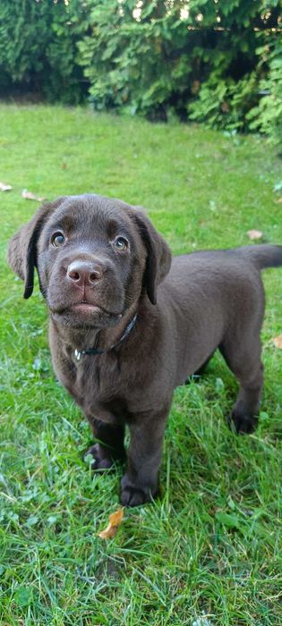 Labrador Retriever Czekoladowa suczka Zkwp/FCI