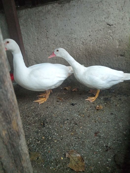 Patos mudos jovens para criar