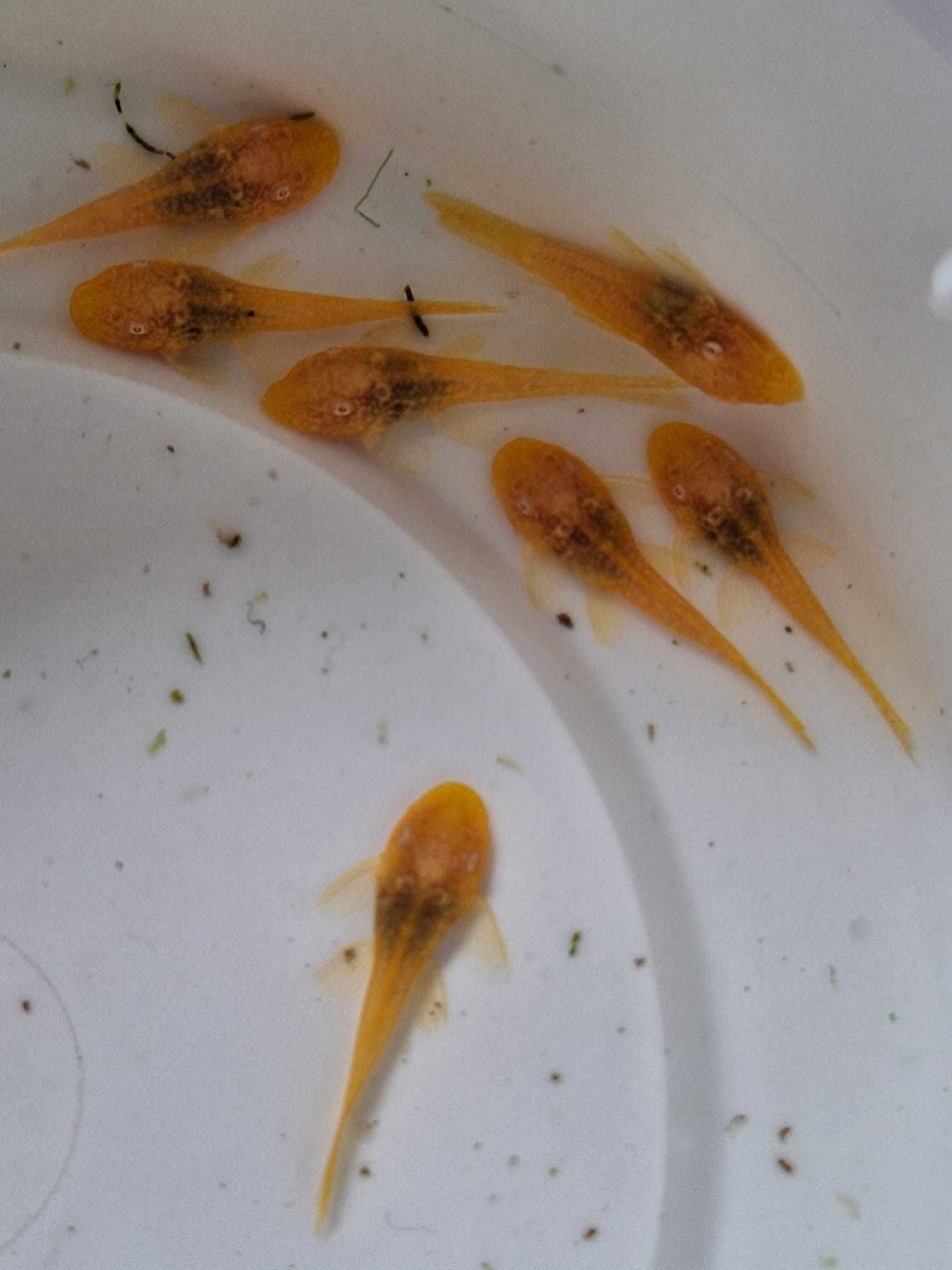 Ancistrus Albinos dourados