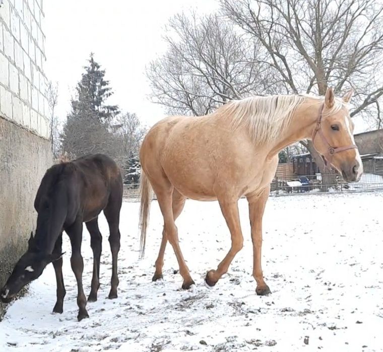 Ogierek wielkopolski księga główna