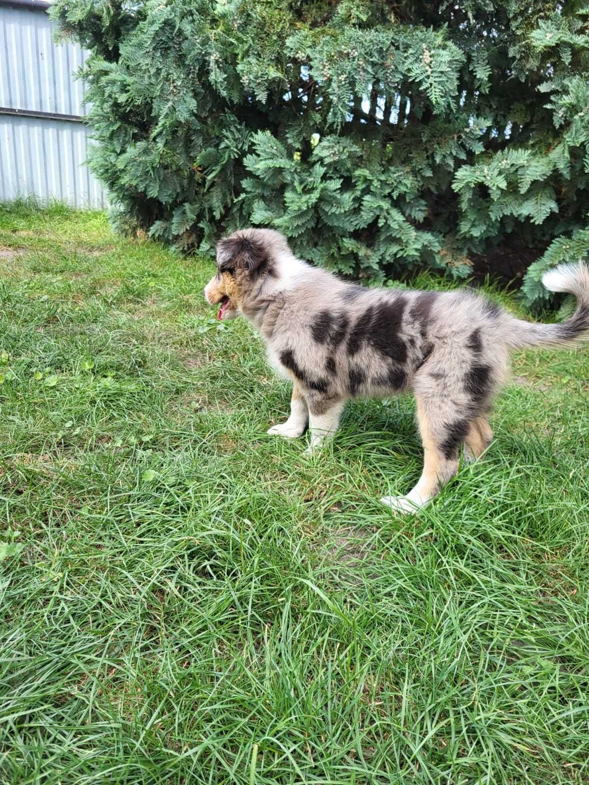 Szczeniak Border Collie piesek