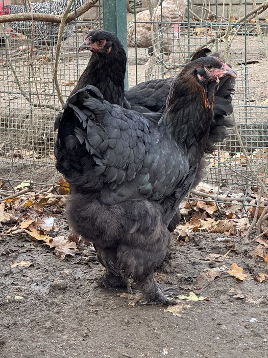 Sprzedam kury brahma