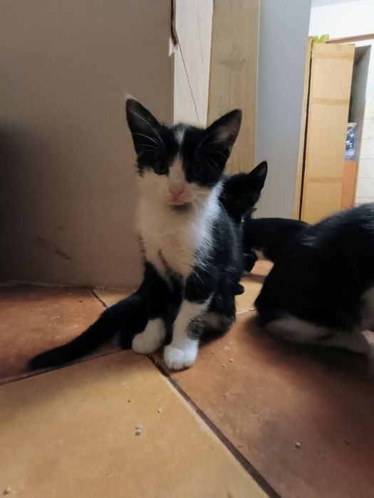 Oddam za darmo 3 młode kociaki