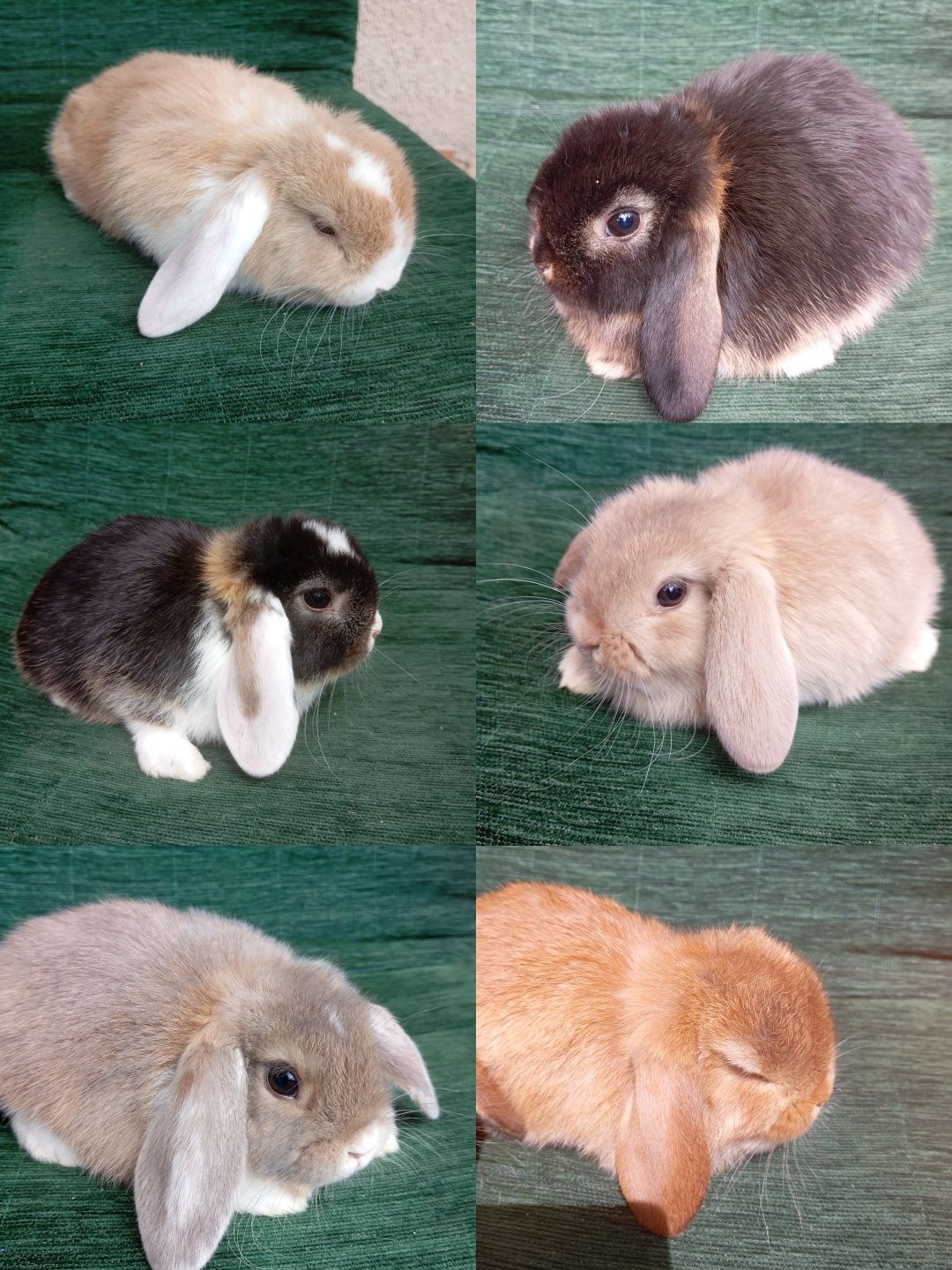 Króliczki mini-lopki