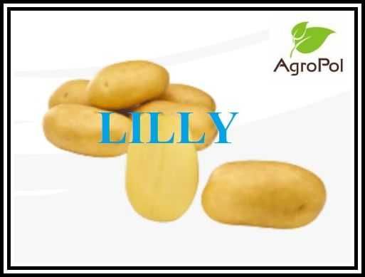 Ziemniak Sadzeniak LILLY Sadzeniaki Ziemniaka Sadzonki Solana