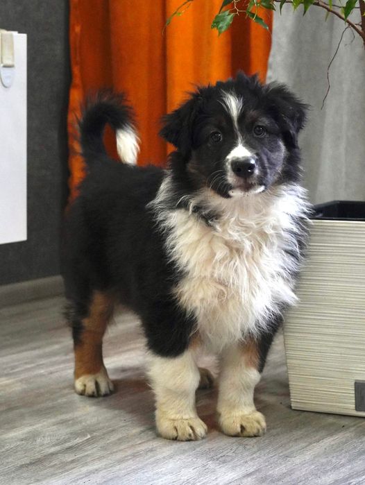 Owczarek australijski typ amerykański aussie szczeniak szczenięta FCI