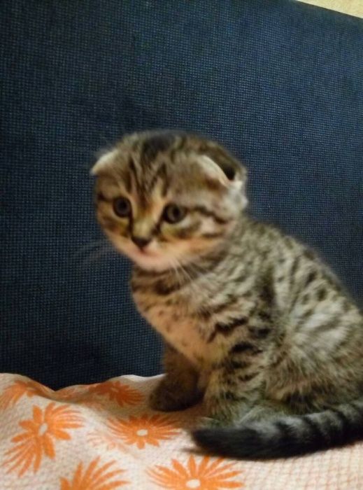 Кот на вязку с опытом.