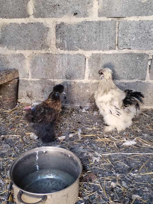 Kury bantamki i silki