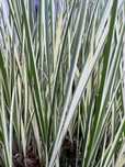 Tatarak paskowany VARIEGATA