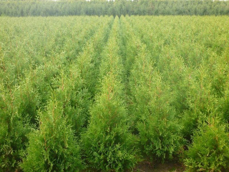 Okazja Tuja 120 CM Brabant Tuje Thuja Transport