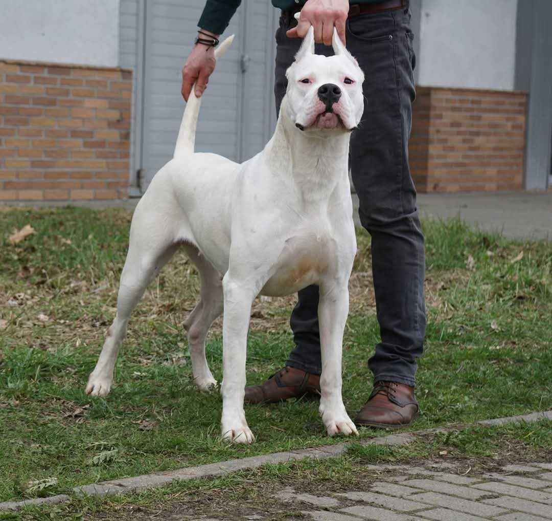 Sunia 4-miesięczna Dog Argentyński ZKwP FCI