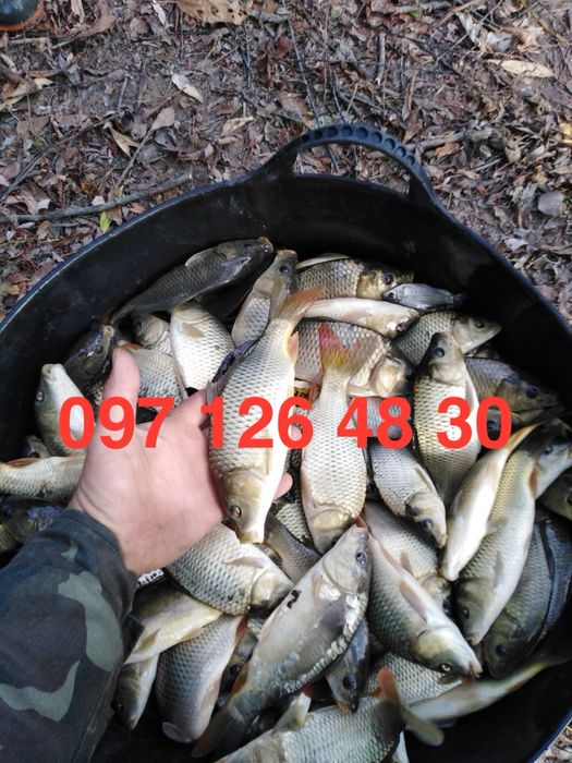 Свіжий зарибок ставкової риби: карась, короп, амур, від 40 грн/кг