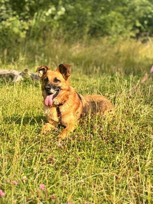 Suczka w typie owczarka niemieckiego do adopcji