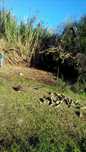 Limpeza de Terrenos, Quintas, Jardins, etc com Roçadora