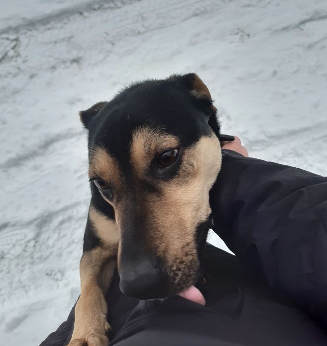 Młody pogodny psiak Batman szuka domu