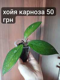 продам вазони рослини хойя циперус оксаліс кислиця паперомія бальзамін