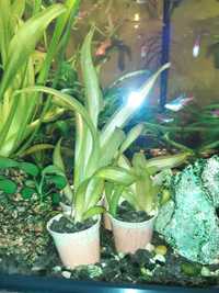 rośliny akwariowe- trawa szerokolistna