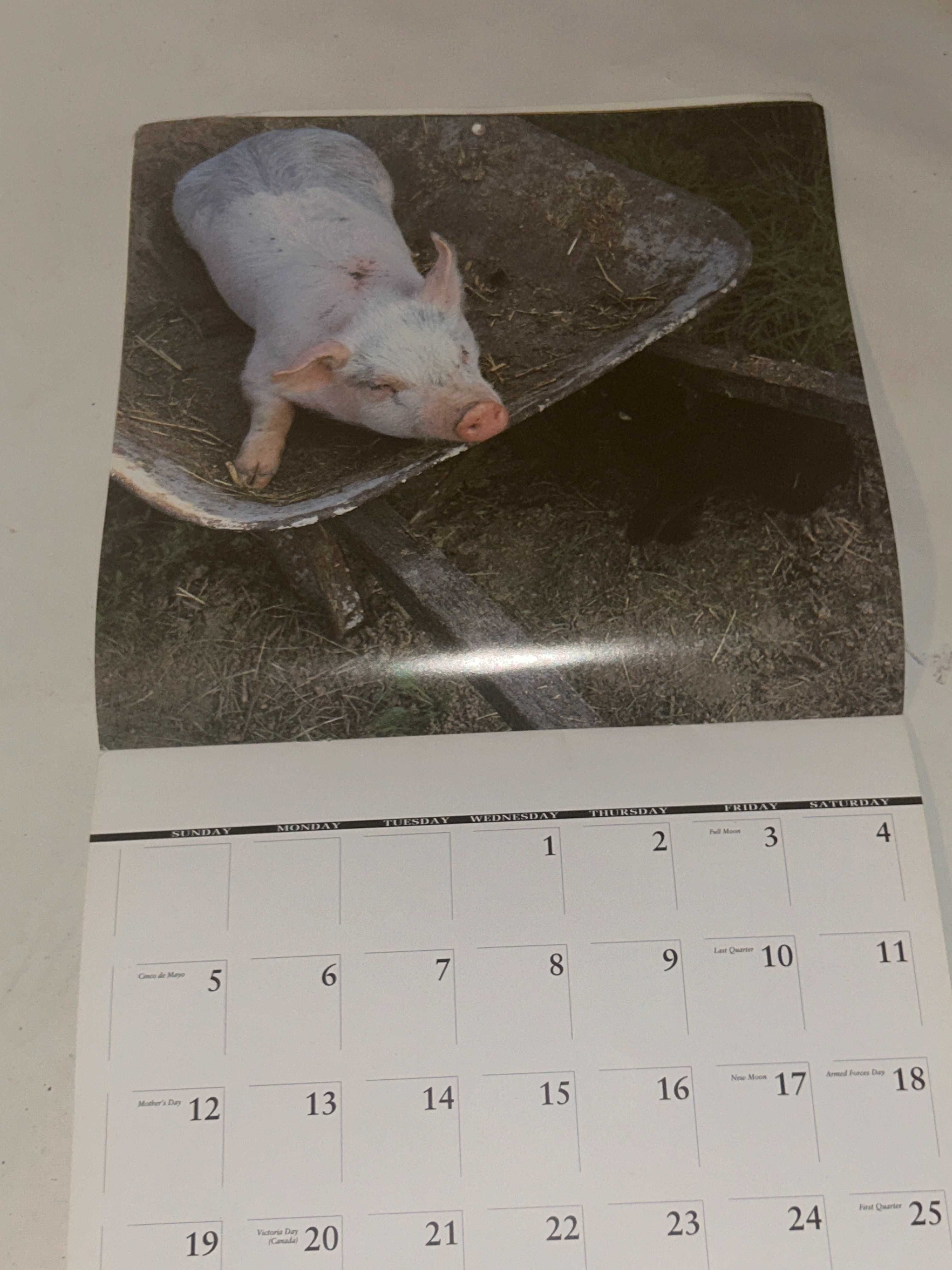 Kalendarz PIGS - 1996r. - zdjęcia D.L.Winston