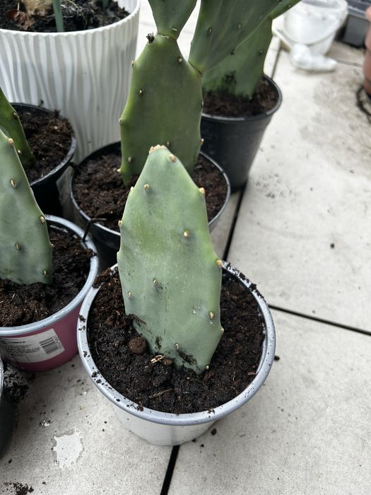 Opuncja figowa mała