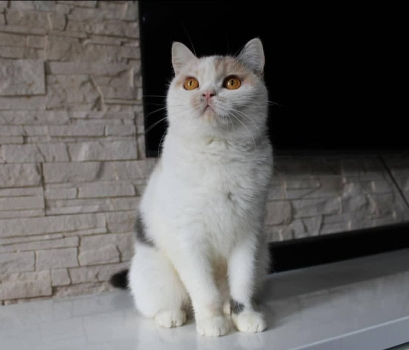 Kotka Pohodowlana Tri Color  z tytułem Champion