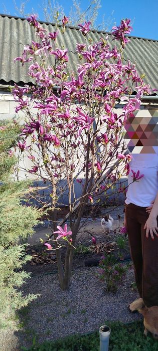 Магнолия Суланжа тёмно-розовая 3 метра + можжевельники Хиберника (Сумы