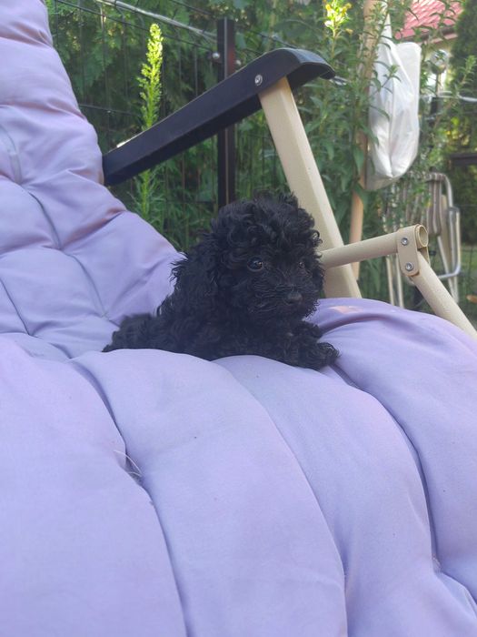 pudel miniaturowy czarny