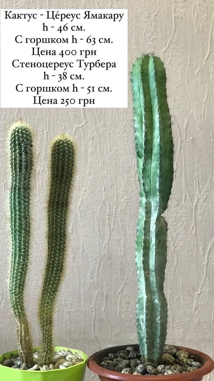 Коллекция кактусов