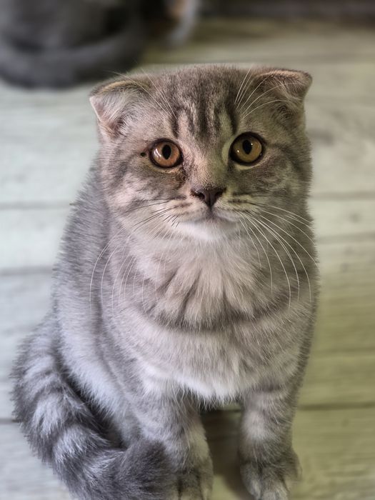 Kotka szkocka scottish fold zwisłoucha do odbioru kocięta