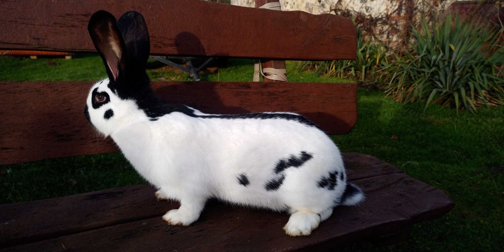 Olbrzym srokacz niemiecki