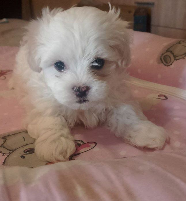 Щенки  Мальтезе.