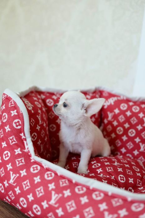 Chihuahua Mini dziewczynka  na kolanka