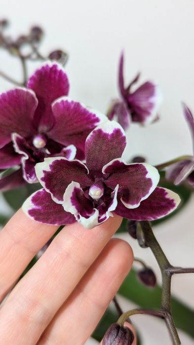 Орхідея фаленопсис мультифлора.