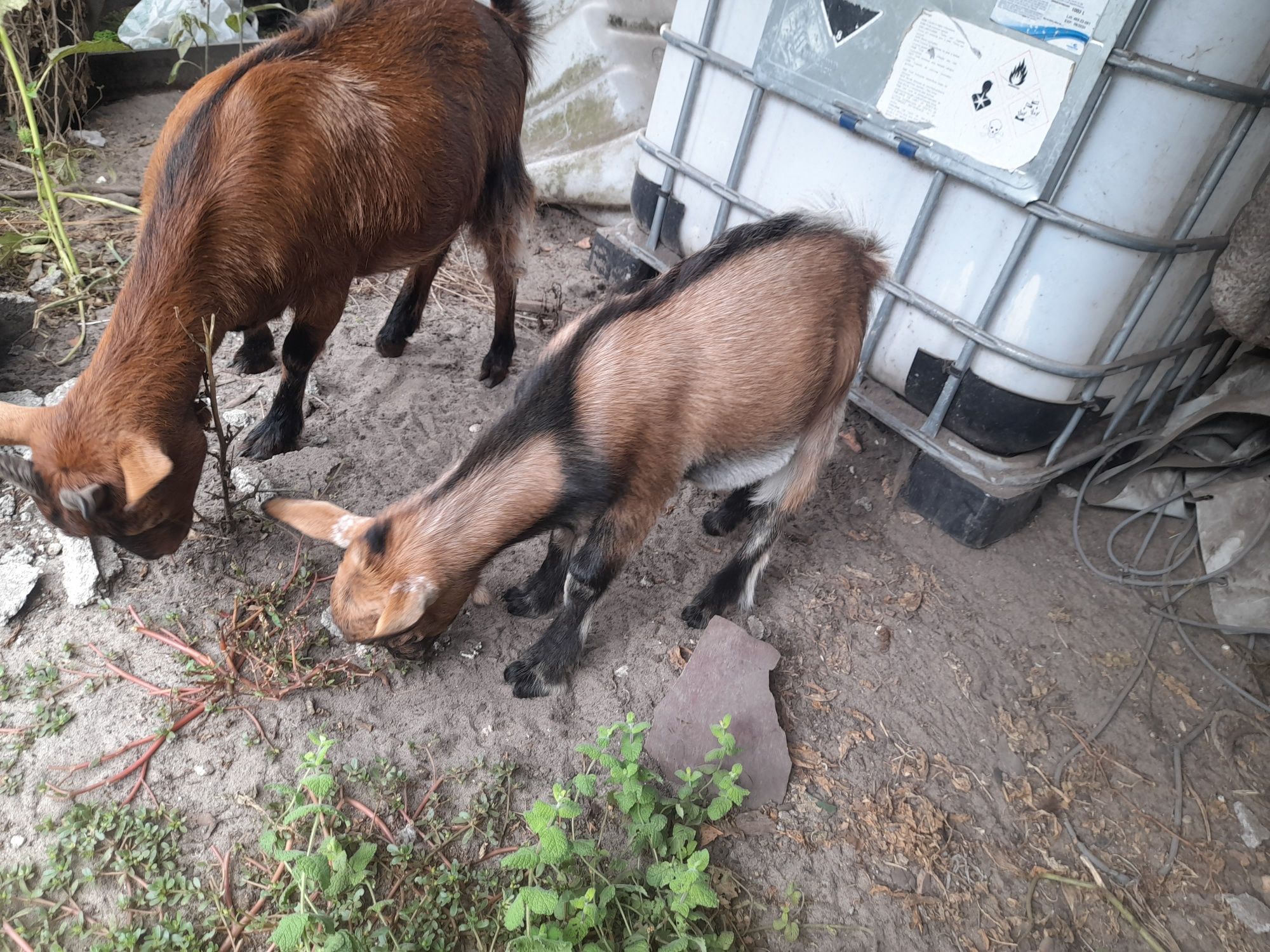 Cabrito anão com 3 meses