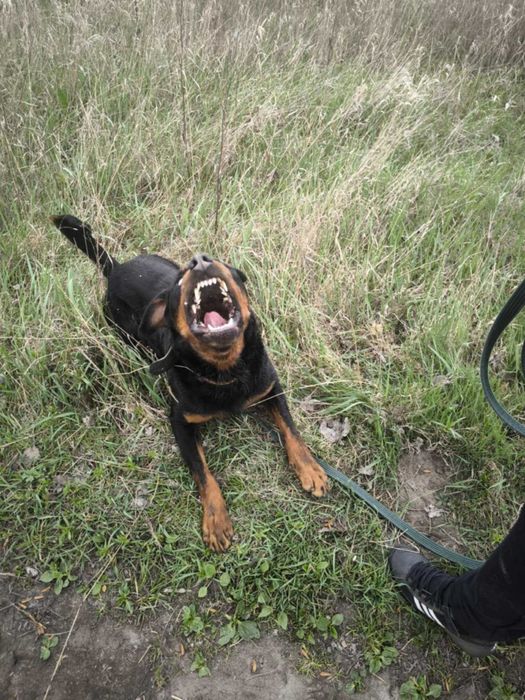 Hera- ok 2,5 letnia rottweilerka do adopcji