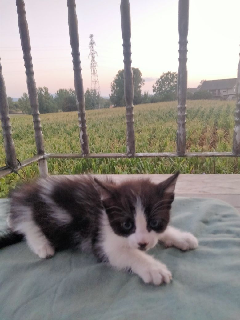 Da se gato 2 meses