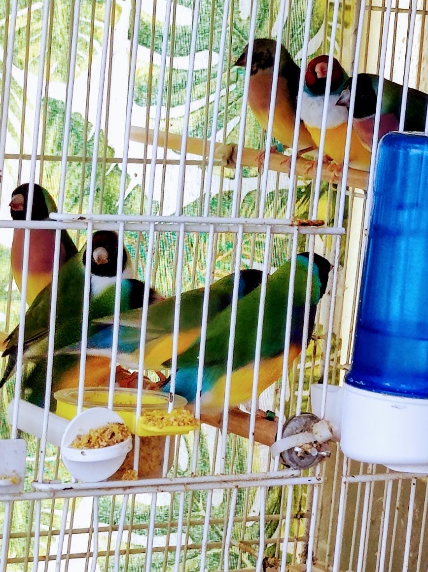 Pássaros Diamantes Gould