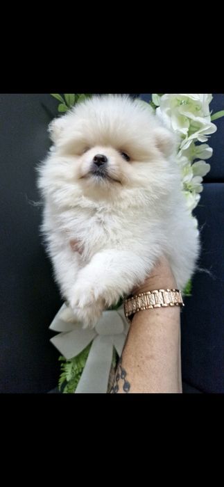Szpic miniaturowy Pomeranian Boo 2xszczepienia legowisko I wyprawka