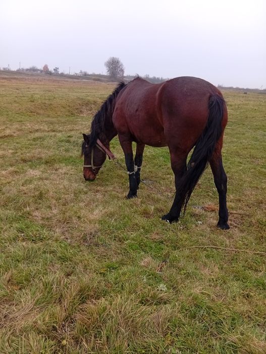 Продам робочу кобилу спокійна